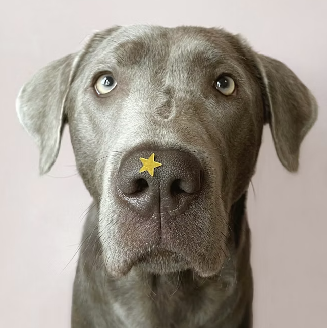 Star dog ! Best in show! Superstar dog.